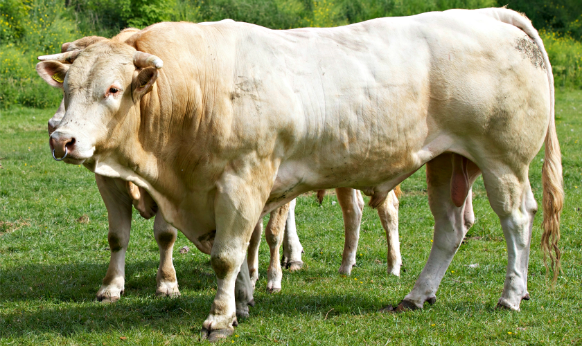 Palmesteyn: een exclusief stukje vlees van eigen bodem